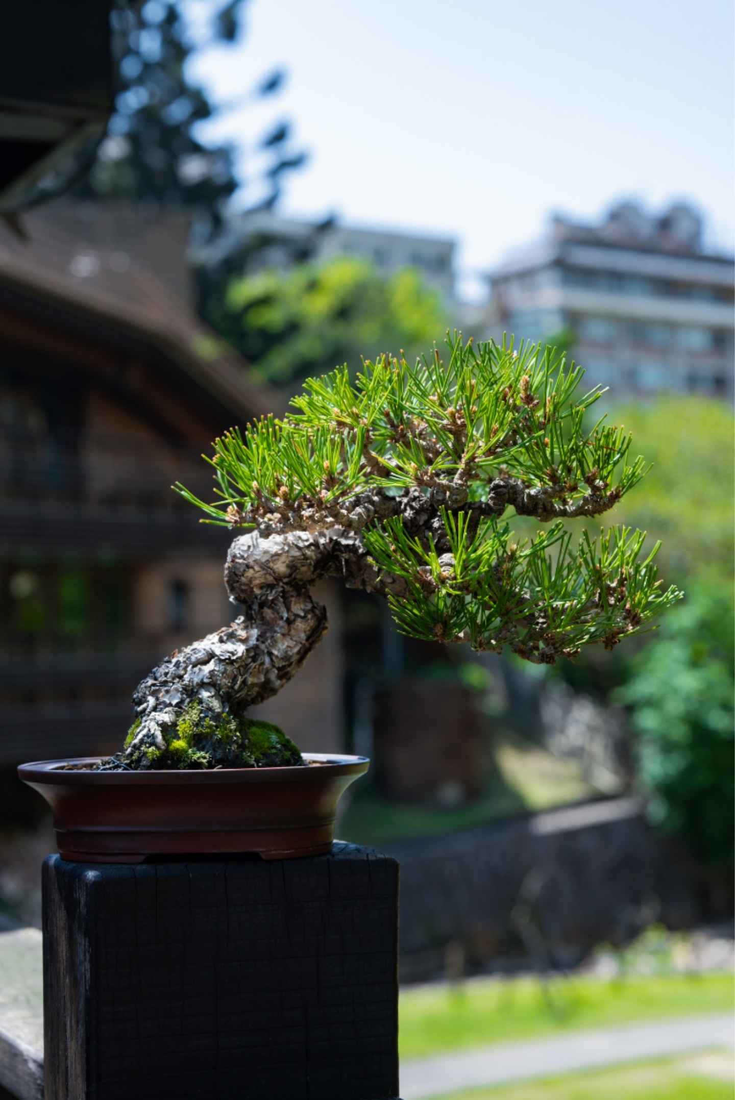 精緻小品盆栽，適合作為生日與開幕禮物