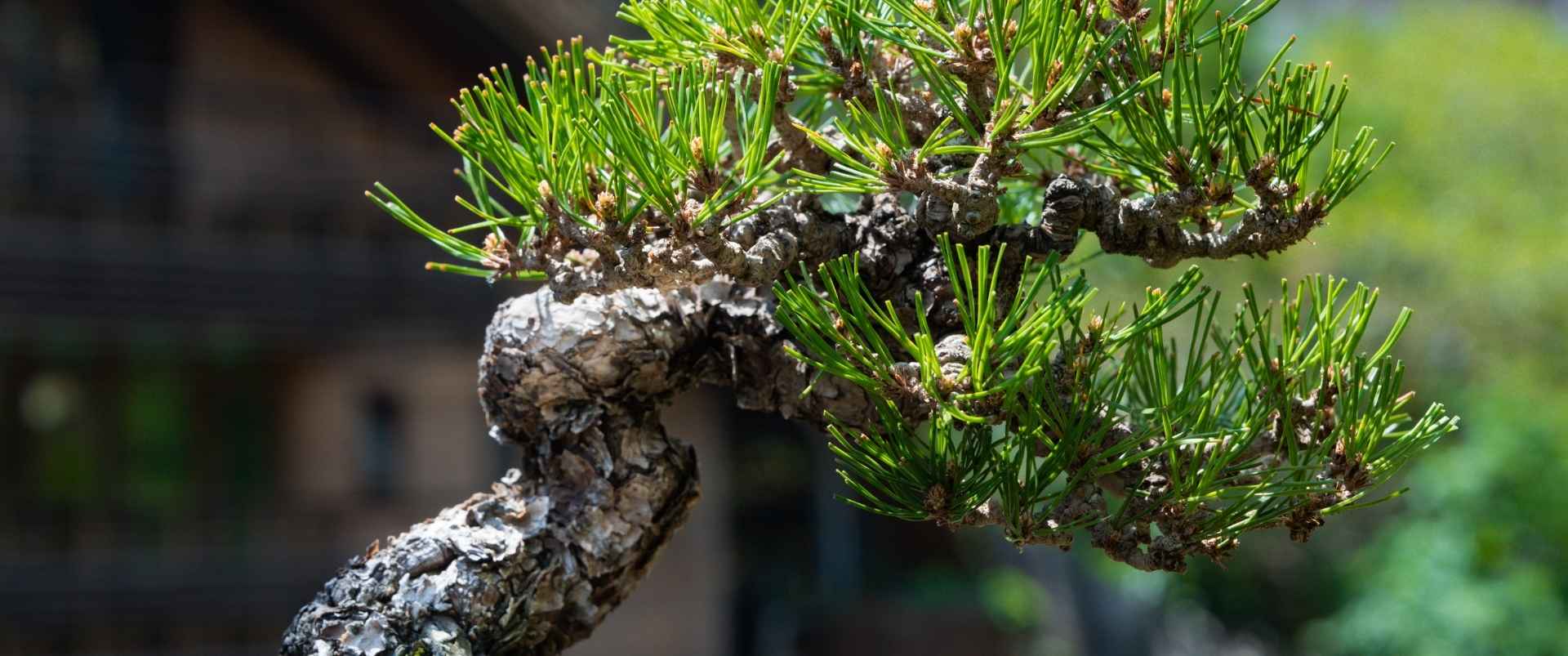 精緻小品盆栽，適合作為生日與開幕禮物