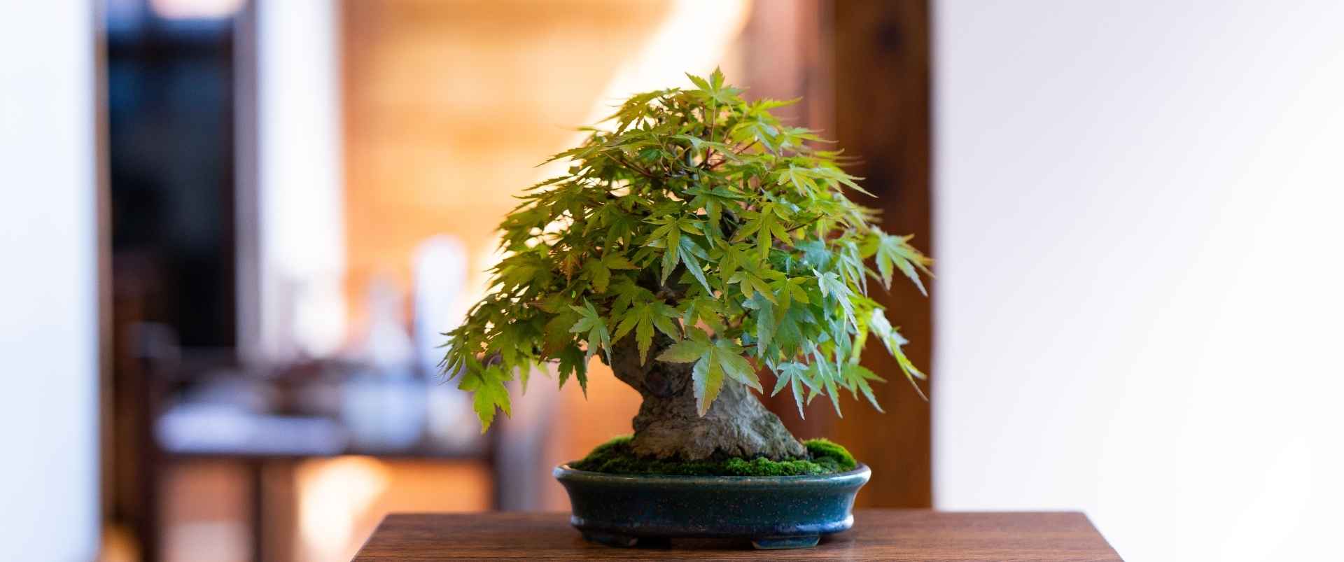 真柏與赤松設計盆栽擺放玄關木櫃，營造日系空間風格氛圍