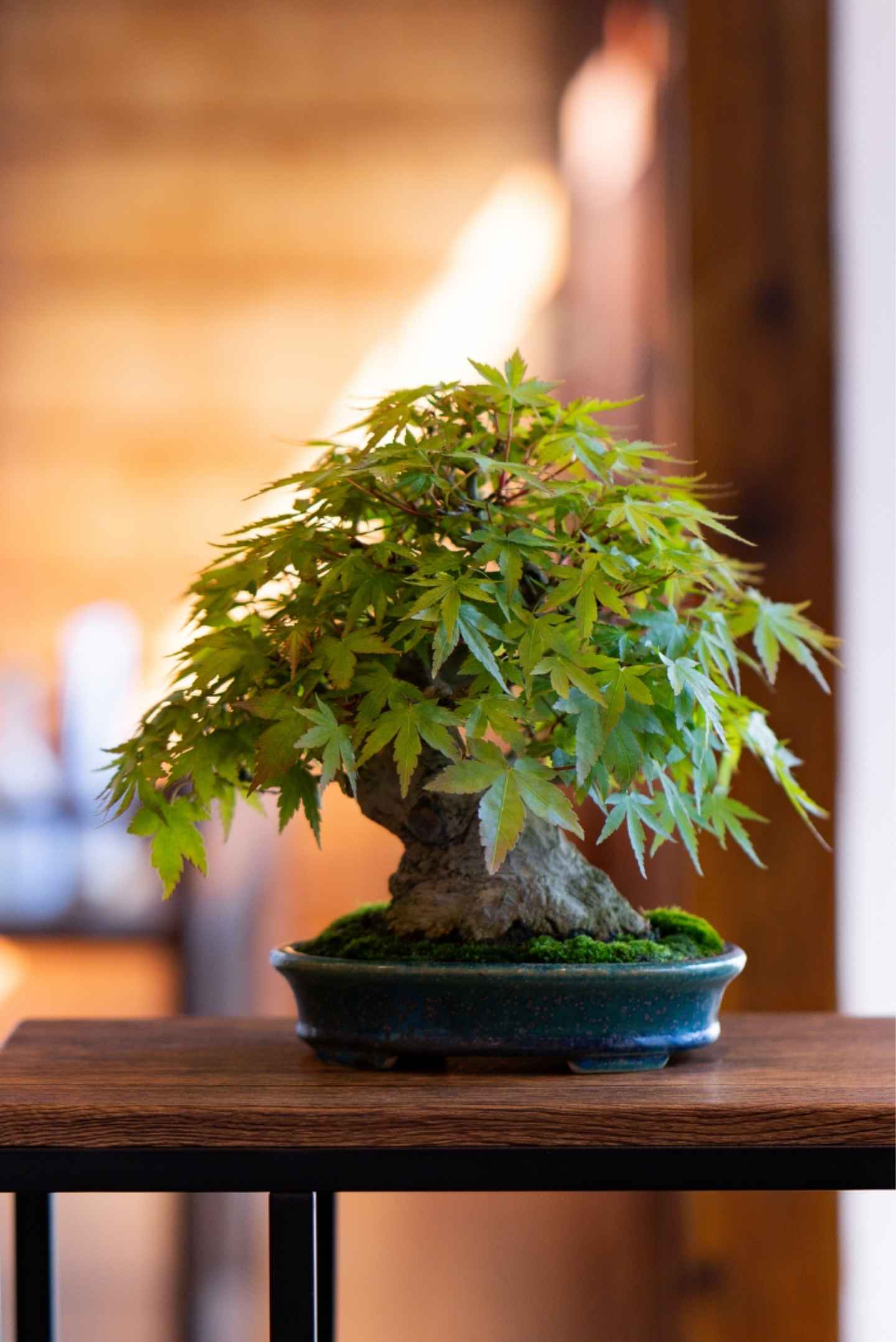 真柏與赤松設計盆栽擺放玄關木櫃，營造日系空間風格氛圍