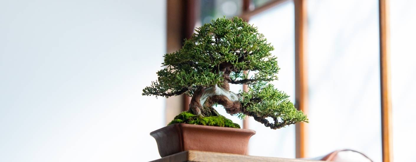 華園盆栽品牌故事 華園盆栽關於我們 banner,傳達日式美學與盆栽職人精神