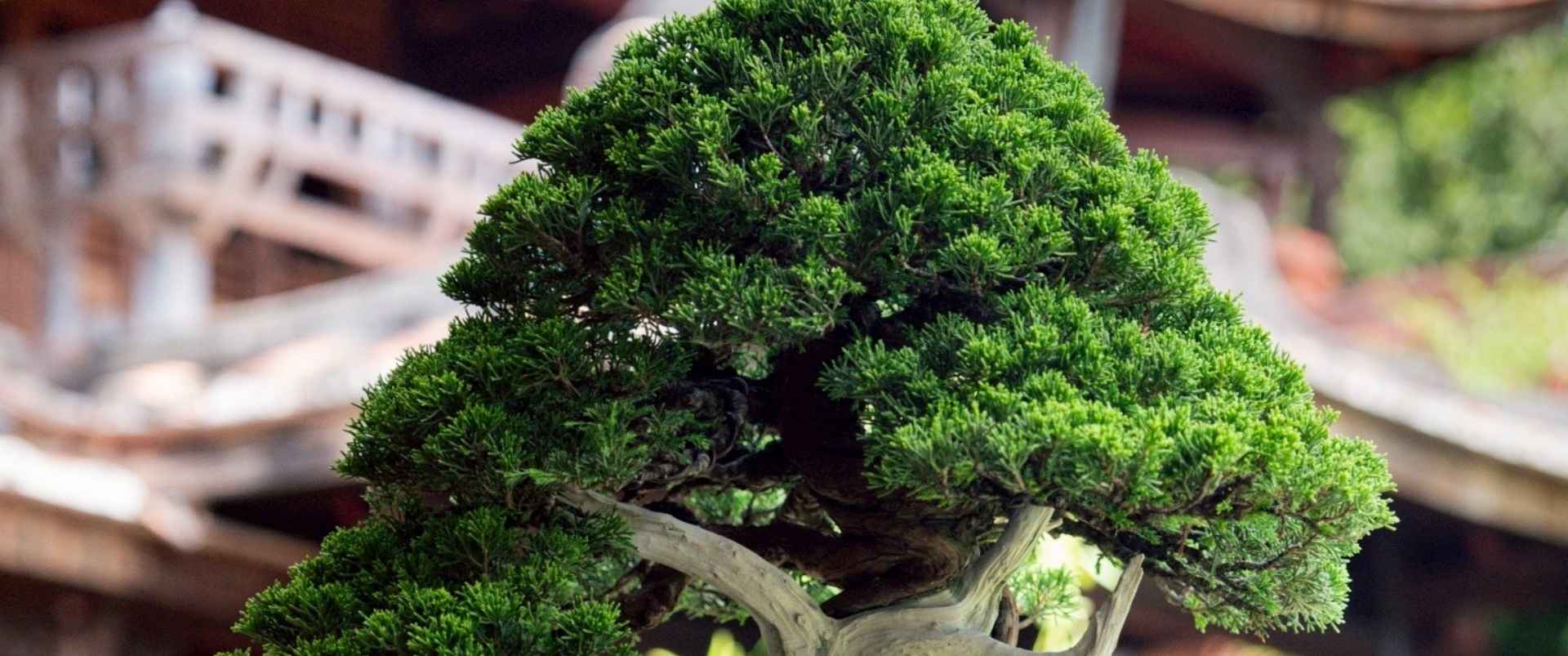 季節限定盆景展示於戶外平台，含紅葉楓樹與春季杜鵑盆栽