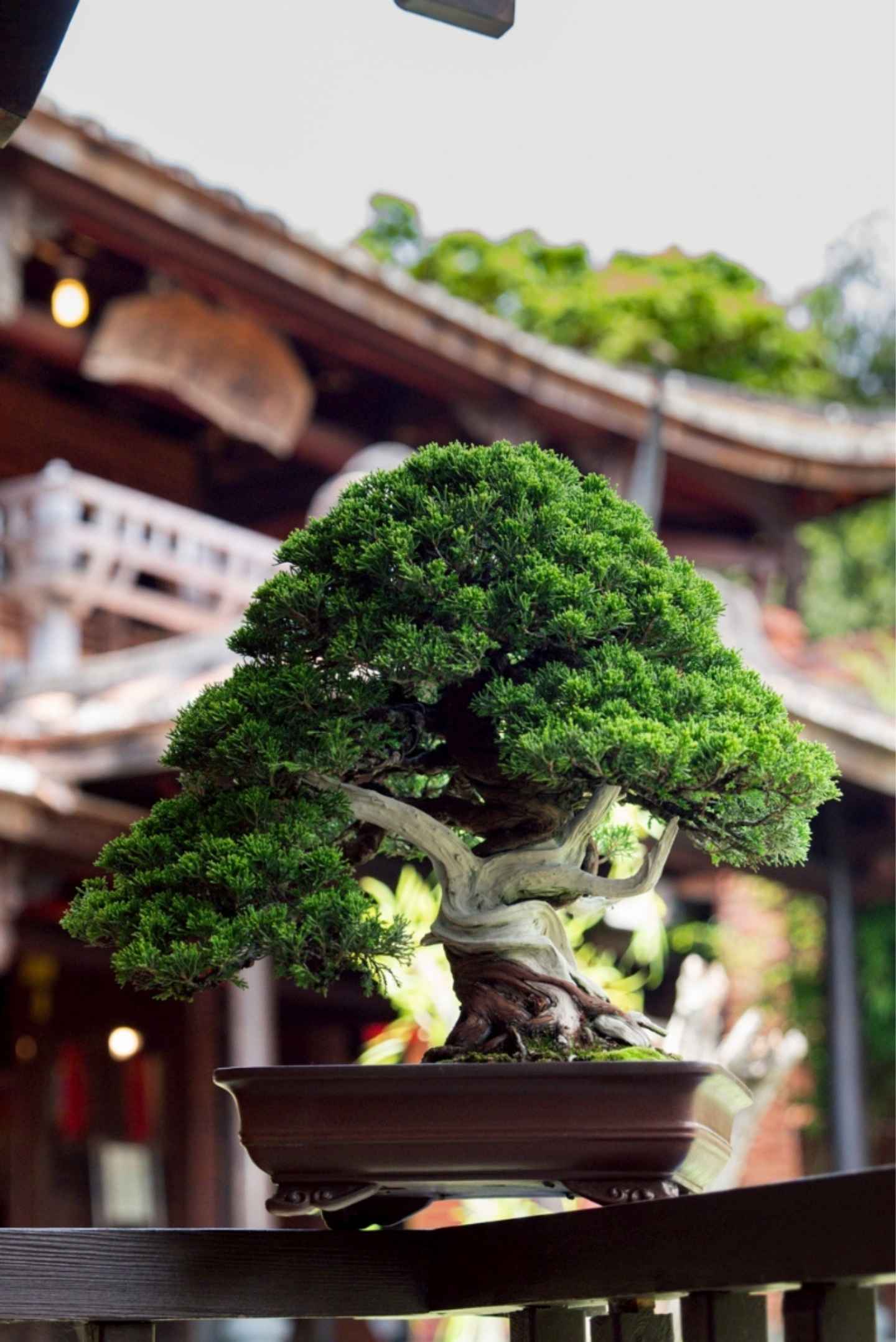 季節限定盆景展示於戶外平台，含紅葉楓樹與春季杜鵑盆栽