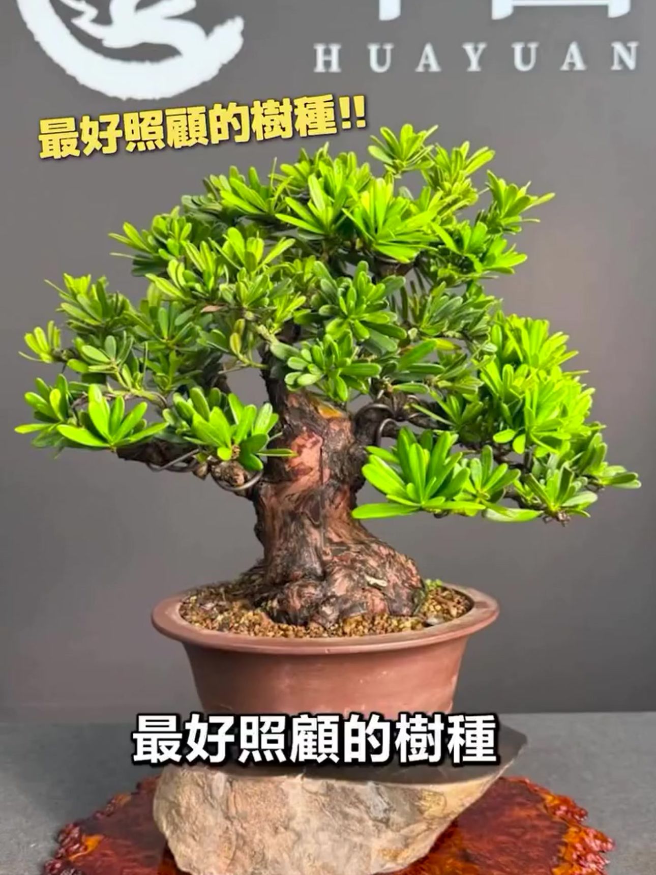 新手最好照顧的樹種:金鑽羅漢松 金鑽羅漢松被公認是最好照顧的樹種之一,枝葉翠綠茂密,是盆栽新手入門的絕佳選擇。