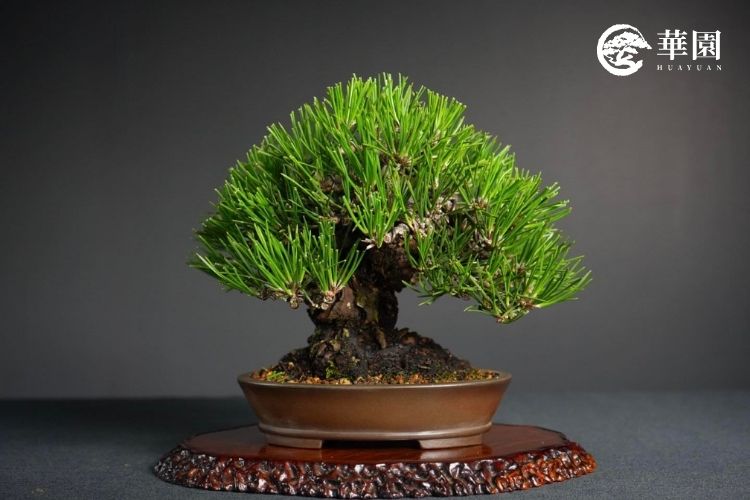 黑松盆栽切芽直播教學記錄：短針技巧與養護全攻略