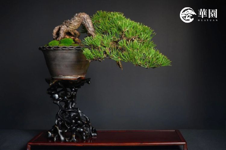 一盆樹勢強健的黑松盆栽，樹皮呈現明顯的荒皮質感，幹身自然傾斜扭轉，盆面覆蓋青苔，是進行黑松切芽短葉法最理想的強健樹態。