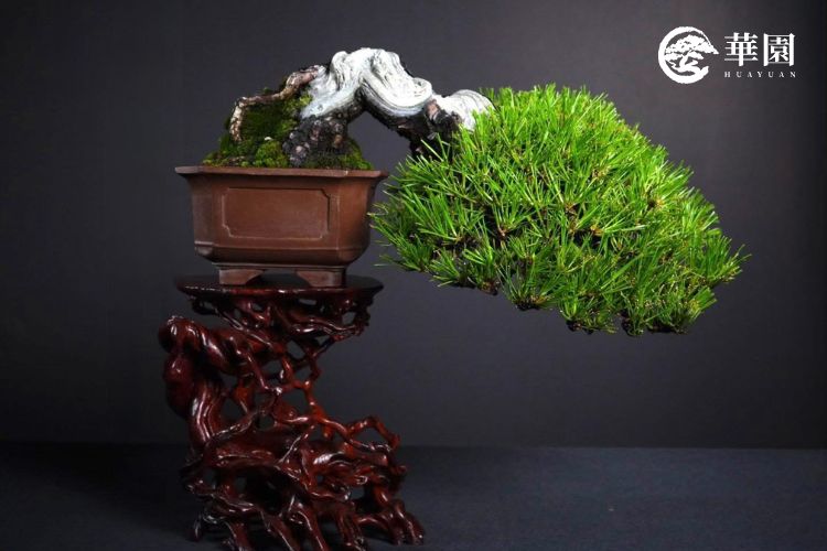 華園盆栽展示之日本黑松懸崖型作品，幹身扭轉具有強烈白色舍利（枯木）藝術感與翠綠松針對比，展現出黑松原生於沿海環境下求生的生命力與堅韌氣韻。