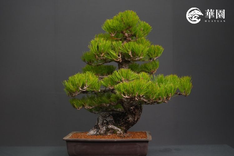 展示日本黑松直幹型（模樣木）盆栽，透過華園職人志華老師的長期管理，展現出層次分明、對比清晰的枝棚層次結構，是學習平衡樹勢養護管理的範例。