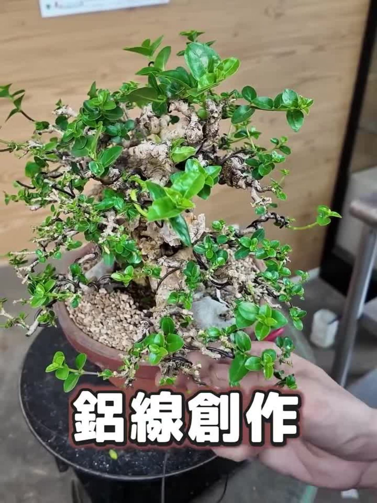 盆栽鋁線創作與枝條雕塑 運用鋁線纏繞與枝條調整技術,引導山採壽娘子朝理想的樹型與姿態生長。
