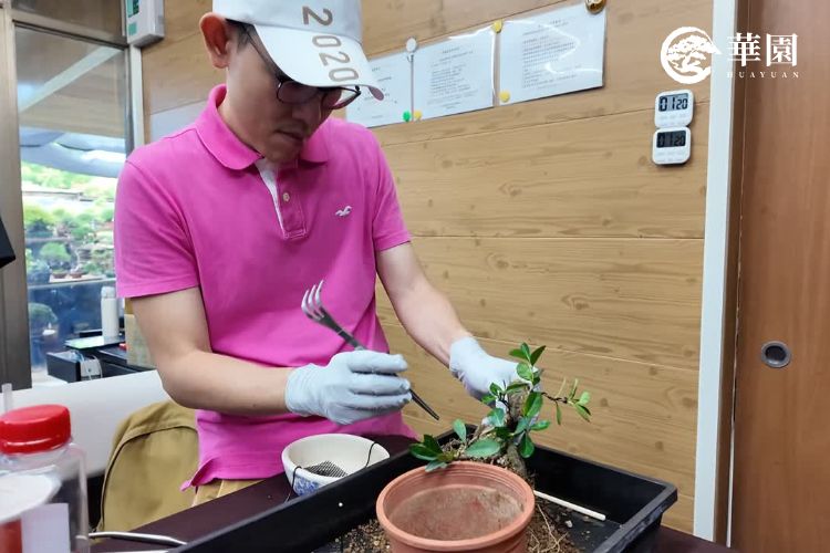 已有多年經驗的資深樹友，在實體課程中親自操作並學習書本上學不到的進階盆栽切根技巧。