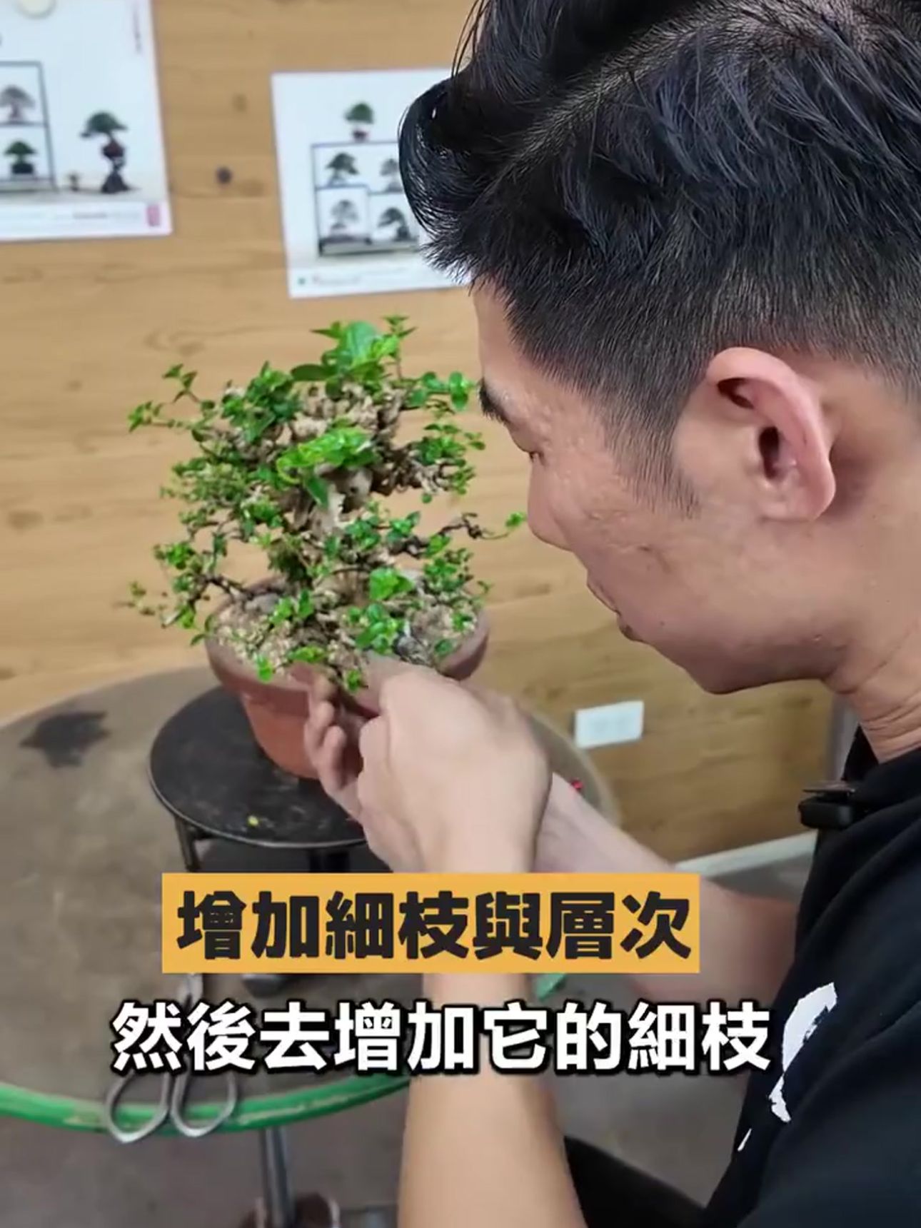 職人修剪細枝與增加層次感 華園盆栽職人陳志華專注修剪山採壽娘子細枝與葉面層次,累積盆景的視覺厚度感。