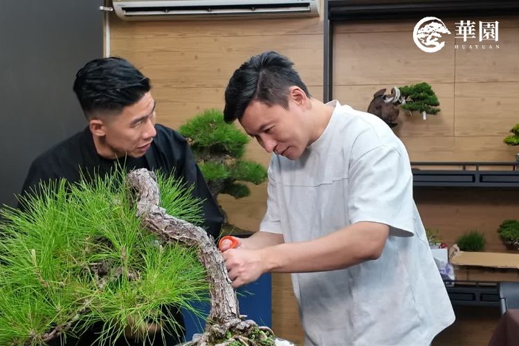 玩盆栽真的需要上課嗎？聽聽華園盆栽學員怎麼說