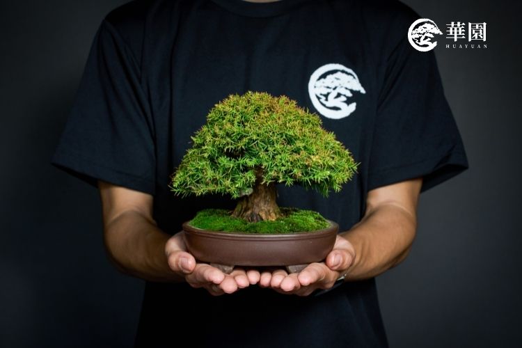 盆栽職人-志華的直播教室：深入探索盆栽藝術的世界