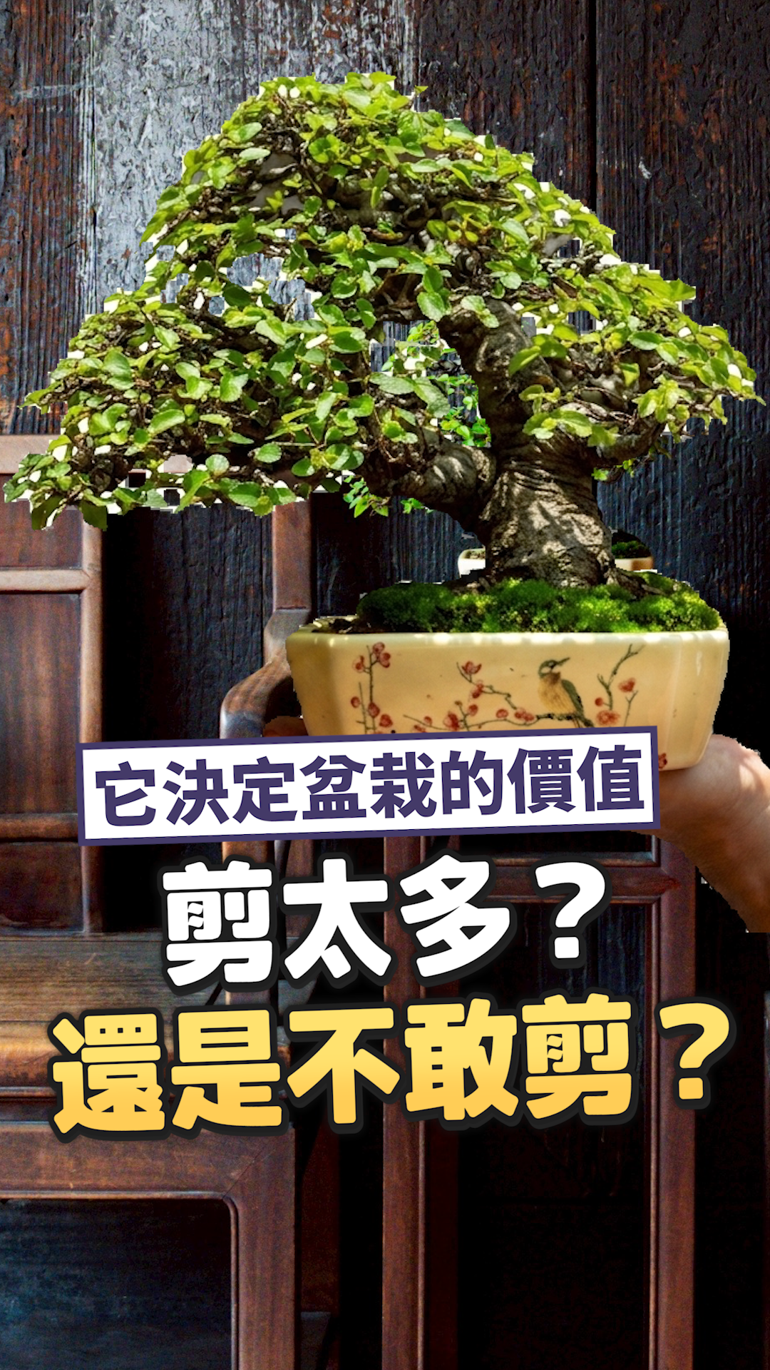剪太多還是不敢剪？華園職人陳志華解析盆栽修剪如何決定一棵樹的最終價值。