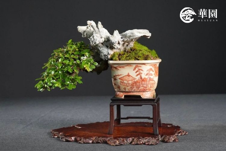 90%的盆栽不是養死，是「換錯時間」與「沒固定穩」！專訪志華老師：揭密盆栽換土、介質與固定的保命關鍵