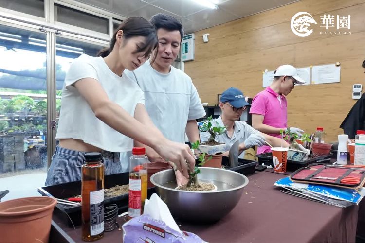 專程北上的科技業主管與護理師夫妻，在華園盆栽課程中重新認識植物養護的深奧學問。