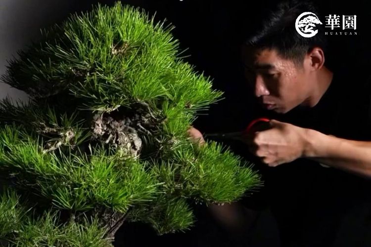 華園盆栽主理人陳志華專注修剪黑松盆栽枝葉，確保交給企業客戶的每一株植栽都維持在最佳生長狀態。