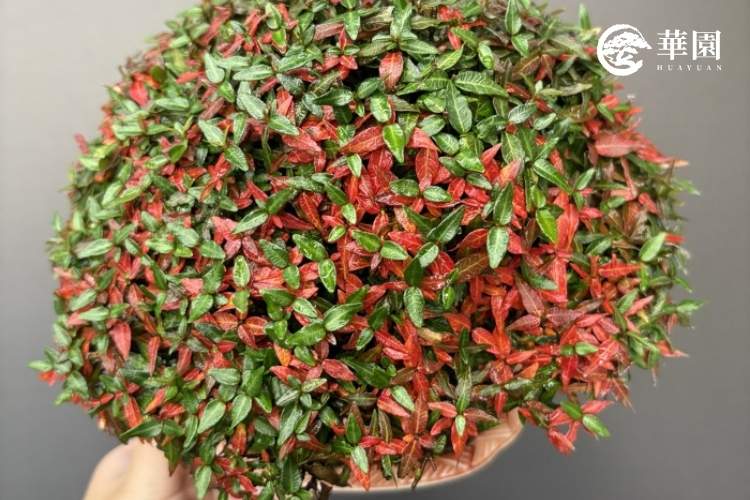 台北盆栽推薦-縮緬葛紅葉特寫-華園盆栽