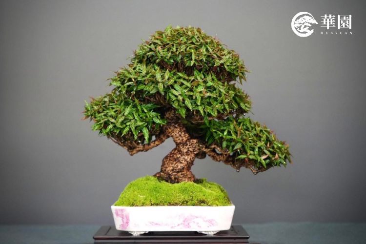 華園盆栽展示之日本縮緬葛作品，展現具備「荒皮」質感的粗壯幹身，細小如絲綢般的皺褶葉片層次分明，搭配紫花白底釉盆，呈現出迷你古樹的氣韻。