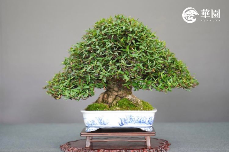 一盆精品縮緬葛盆栽，展示經過職人剔葉技術後形成的極致細密、如雲團般的茂密葉態，搭配青花山水盆鉢，是陽台小品盆栽的收藏首選。