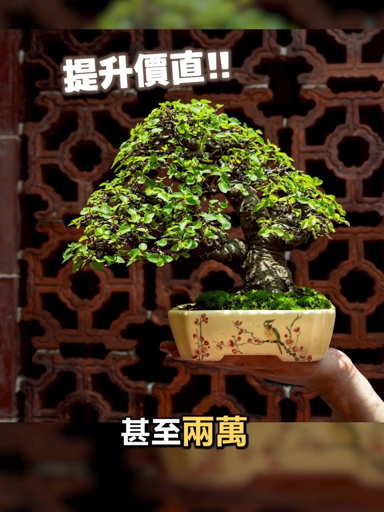 透過華園盆栽職人專業的修剪與判斷，能夠在對的時間進行正確的管理，有效提升盆栽的藝術與市場價值。