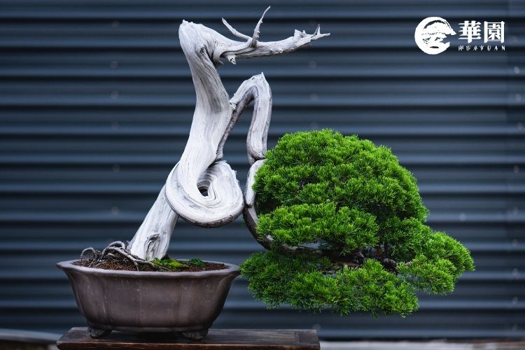 華園盆栽精選頂級懸崖型真柏藝術品，展現職人歷經多年雕琢與歲月沉澱的非凡價值。