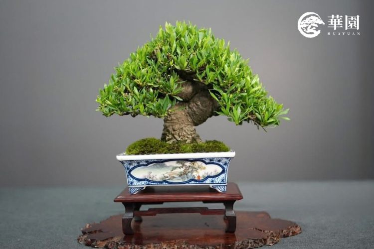 華園職人陳志華精選之清譽梔子花作品，幹身蒼勁且具備老度，搭配精緻山水彩繪瓷盆，展現出花季外依然具備高度藝術鑑賞價值的小品盆栽。