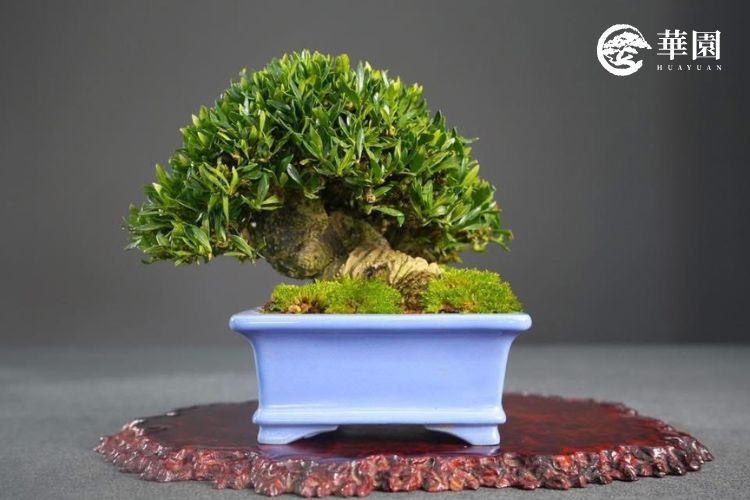 華園職人專業照護下的清譽梔子花，葉片呈現飽滿深綠色。透過定期的剔葉與剪定增加葉芽分化，維持枝葉綿密且通風良好的健康狀態。