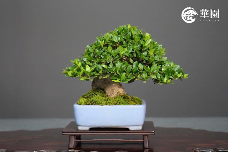 華園盆栽展示健康的清譽梔子花小品，展現其四季常青、葉片細小且茂密的葉性，是透過職人精準修剪與肥水管理達到的理想生長態勢。