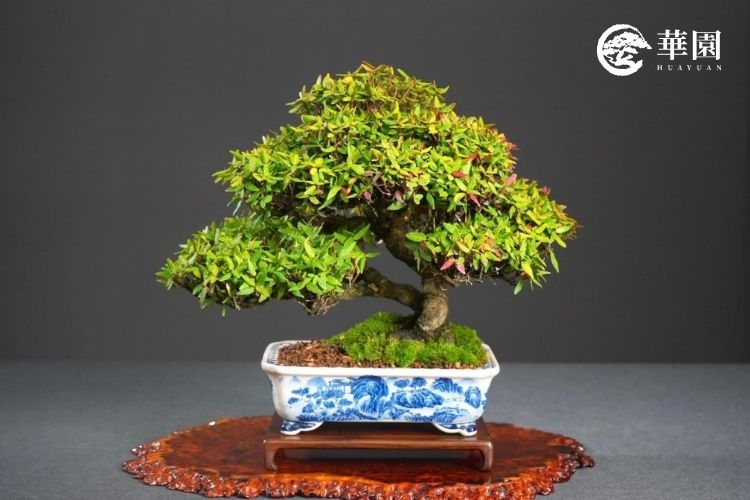 華園盆栽商空綠化實景:迎賓黃金縮緬葛 台北珠寶精品店入口處擺設的華園黃金縮緬葛盆栽,金黃色葉片象徵招財昌隆,完美呼應高端品牌貴氣。