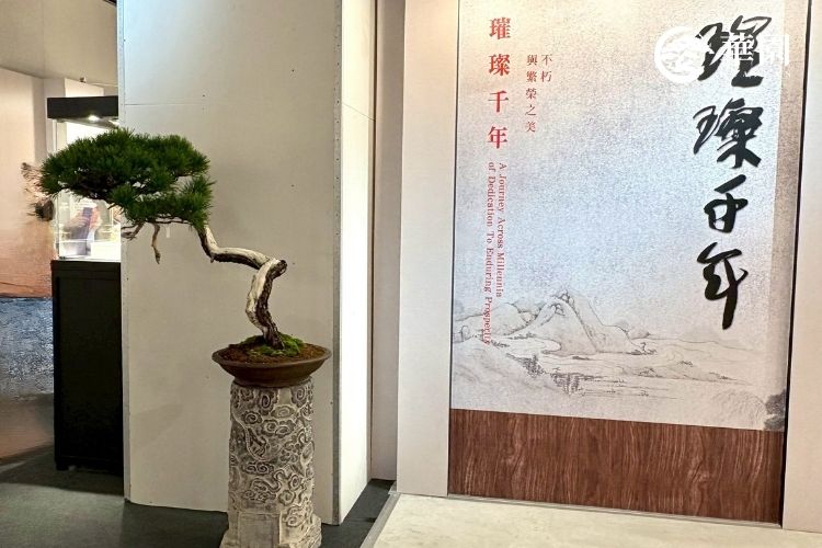 華園盆栽 2025 台灣藝術博覽會參展的日本赤松。樹皮呈紅褐色，枝幹蒼勁有力，是最能體現生命力和歲月痕跡的盆栽藝術品。