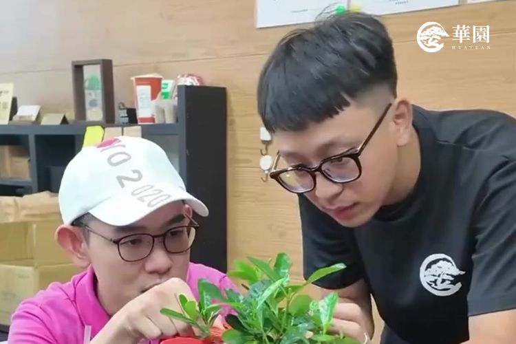 力之師傅在志華老師身邊扎實學習五年，展現華園盆栽從新手到獨立師傅的傳承成果。