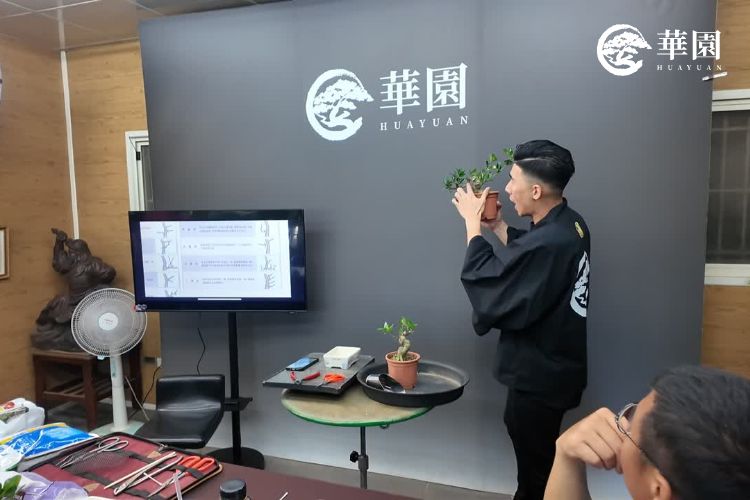華園盆栽主理人陳志華於實體盆栽教學課程中，親自為學員示範如何判斷盆栽的健康狀態與修剪時機。