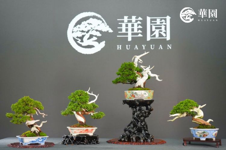 華園盆栽展示的四件精選真柏作品，呈現出不同的扭轉幹身、舍利風韻與盆鉢搭配。展示真柏盆栽作為「盆栽之王」在藝術造型上的多變性與生命力。