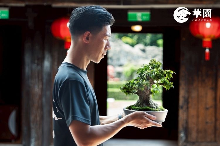 華園盆栽：【不只是工作，是生活】台北北投盆栽職人教您如何讓樹住進「對的人家裡」