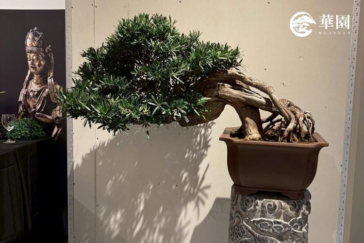 華園盆栽 2025 台灣藝術博覽會參展羅漢松盆栽。樹齡百年以上，樹型沉穩大氣，為高端空間設計的會呼吸藝術品。