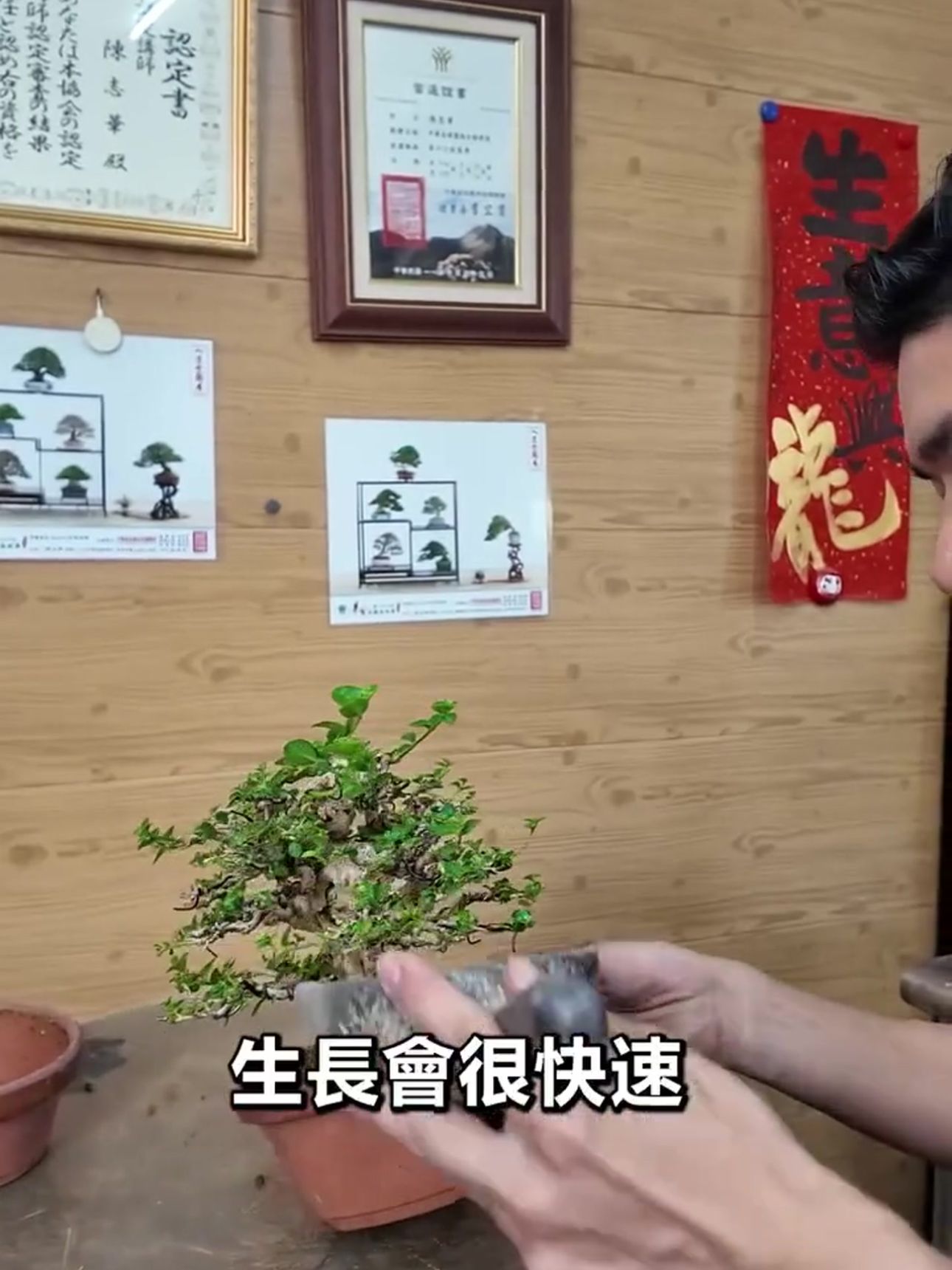 陳志華老師分享盆栽養成哲學 華園盆栽主理人陳志華於園區內展示山採壽娘子素材,分享如何透過正確的判斷讓盆栽越養越有價值。
