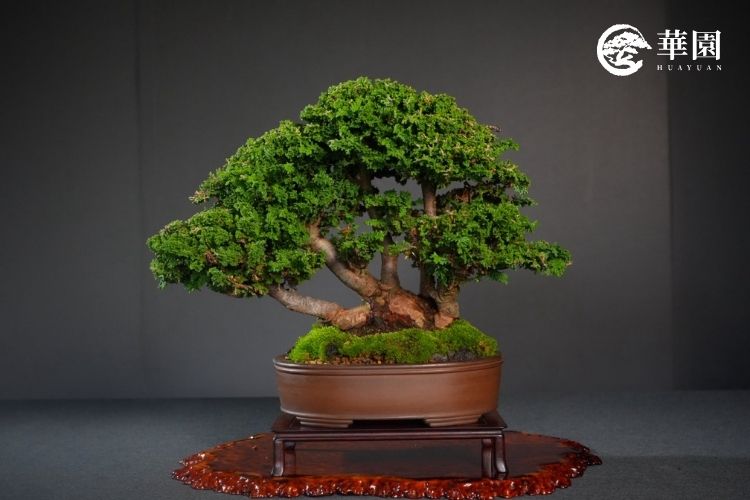 石化檜怎麼養？生長緩慢的綠色檜木植物，華園職人照顧全解析