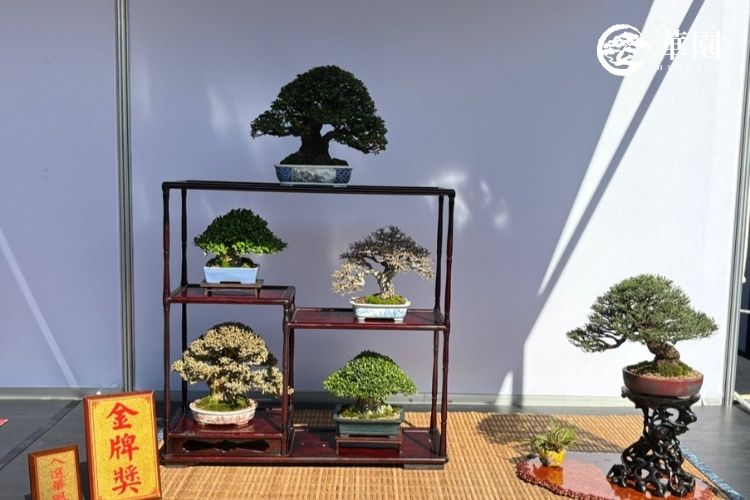 華園盆栽於台北盆栽展獲得金牌的七點組成組作品。畫面展示日式博古架上的精緻佈局：主樹為細葉翠米茶，左上為清譽（梔子花），左下為黃槿，右上為落葉姿態的細葉石朴，右下為雀舌黃楊；右側獨立展架則為飄逸的木麻黃附樹，展現了盆栽生活美學與主客和諧的意境。