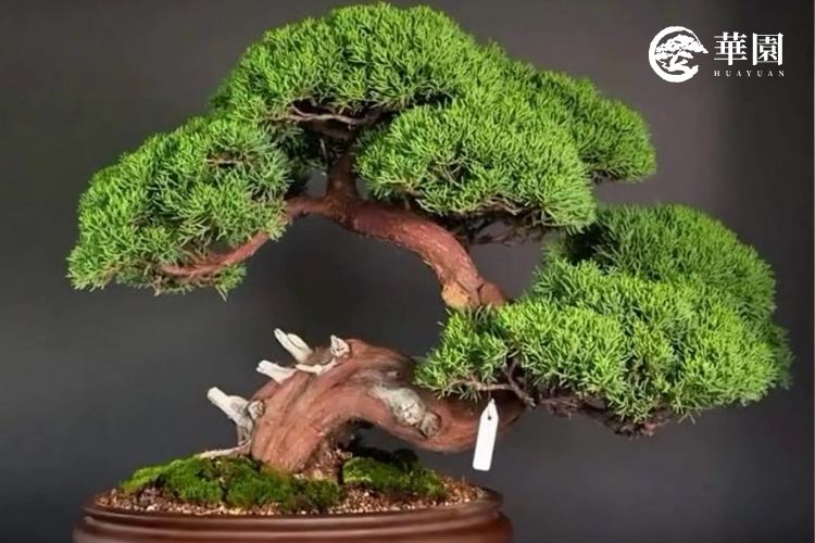 華園盆栽精選日式真柏作品，展現圓潤飽滿的樹型與蒼勁幹身，象徵企業長青與穩健圓滿。