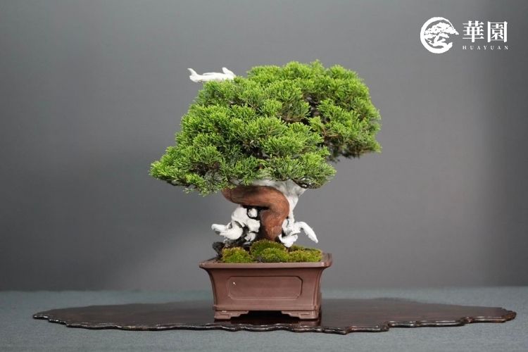 系魚川真柏《雲舞》其細緻飽滿的葉團層次展現極致盆栽工藝。