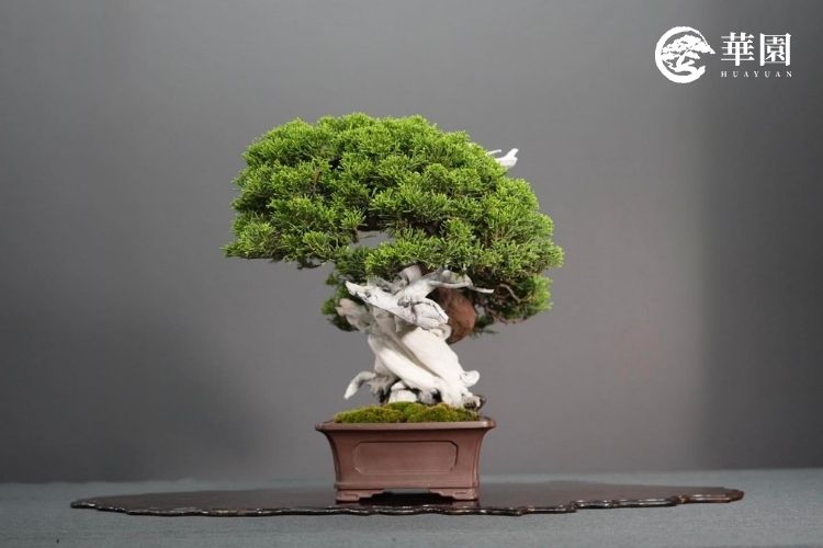 華園盆栽系魚川真柏銘樹《雲舞》正面全景，展現如雲朵般的翠綠葉團與紫砂盆搭配的穩重氣場。