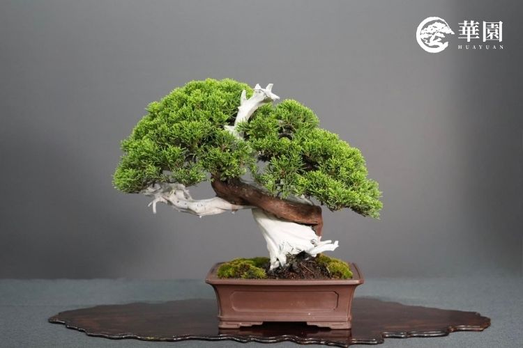 系魚川真柏《雲舞》側背面姿態,展現如舞者般充滿旋律感的幹身結構與挺拔氣勢。