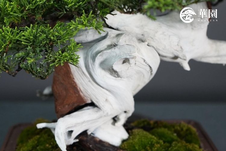 志華老師順應木紋走向進行舍利雕刻,讓靜態木質展現出白化風霜的自然張力。