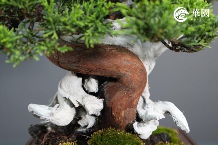 真柏盆栽特有的舍利幹與紅褐色水線相互盤繞,形成強烈視覺對比的歲月刻痕。