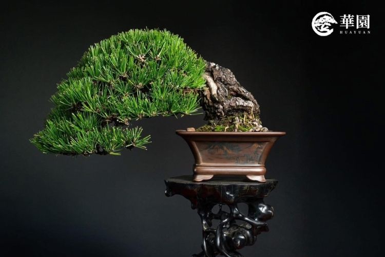 日本黑松盆栽全攻略：從歷史背景到養護技巧，全面解析