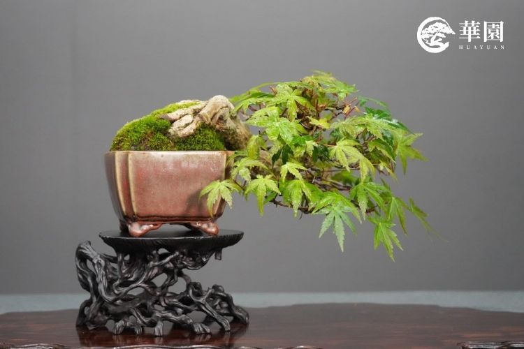 日本山槭(楓葉)盆栽是什麼？華園盆栽帶你認識日本賞楓之美與照顧技巧