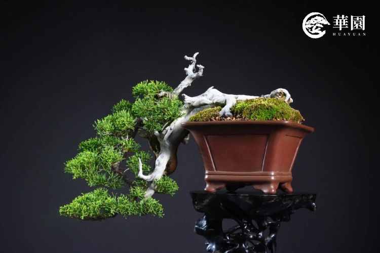 華園盆栽職人陳志華整姿之真柏懸崖型盆栽。畫面展示強烈的紅白對比（生部與舍利），以及自然扭轉的幹身，展現出極具藝術張力的盆景美學。