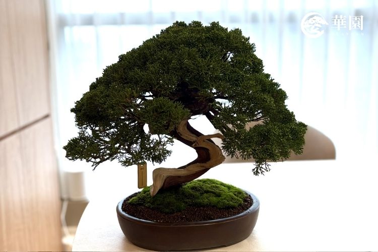 當頂級珠寶遇見大師盆栽：日本珠寶品牌貴瞬KISHUN指定華園盆栽，打造中山區最美日式美學空間