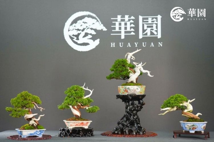由熊本老師親自讓藏引進台灣的頂級日本真柏作品。蒼勁的舍利枯幹搭配日本名家月香盆,極具高端盆栽收藏價值。